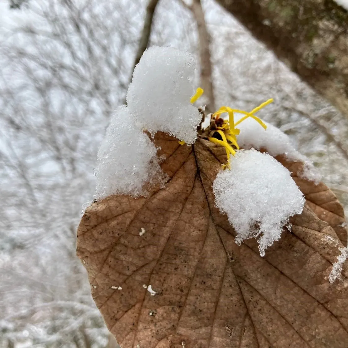 雪の花