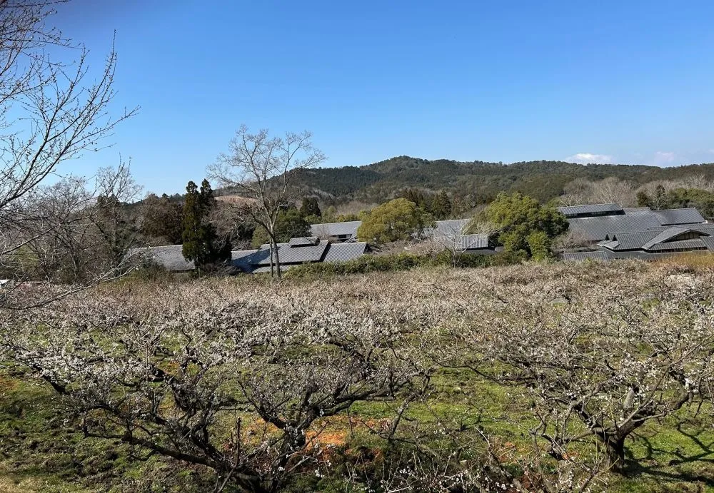 開花状況　2025年【随時更新】