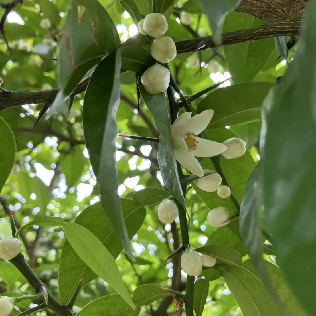 柚子の花