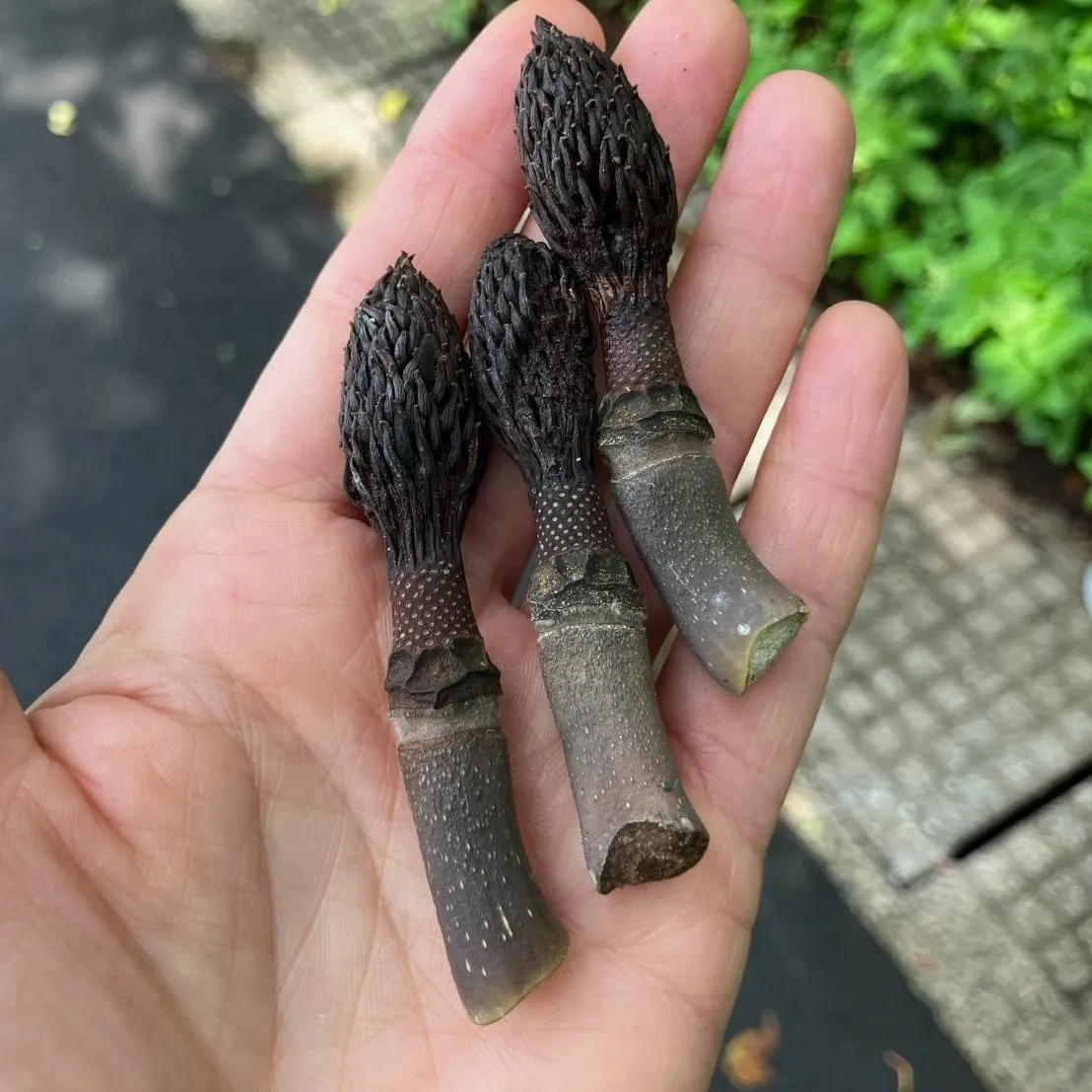 ホオノキの落果