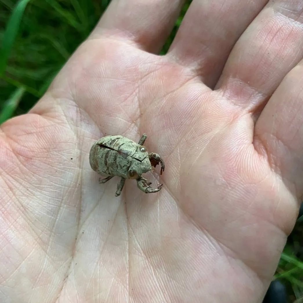 ニイニイゼミ