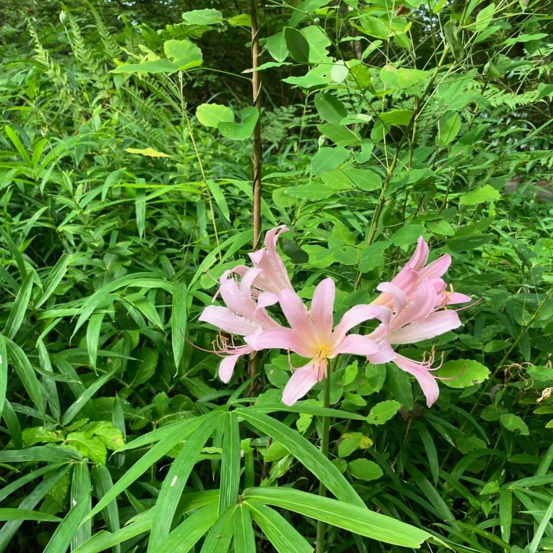 ナツズイセン