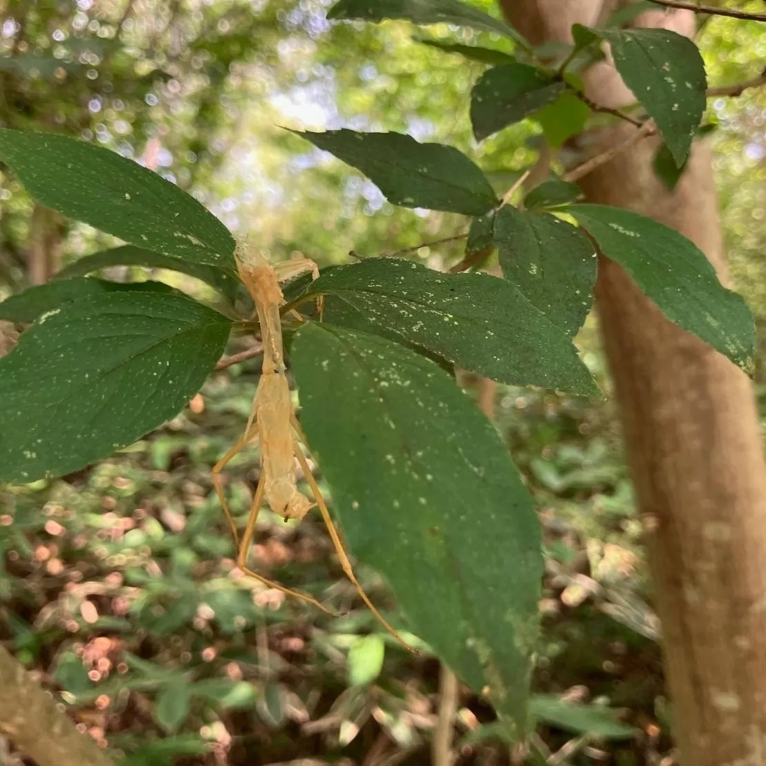  カマキリ脱皮