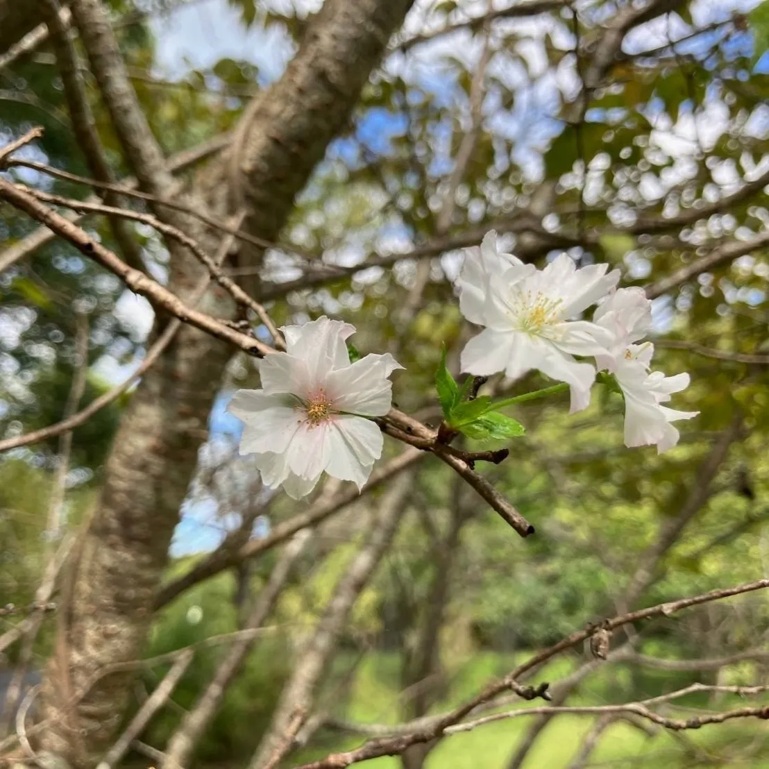 十月桜