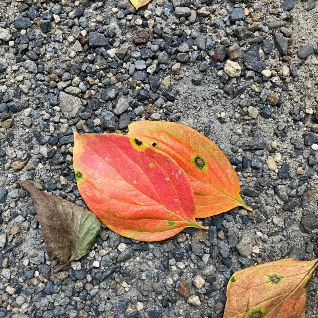 自然の仕業