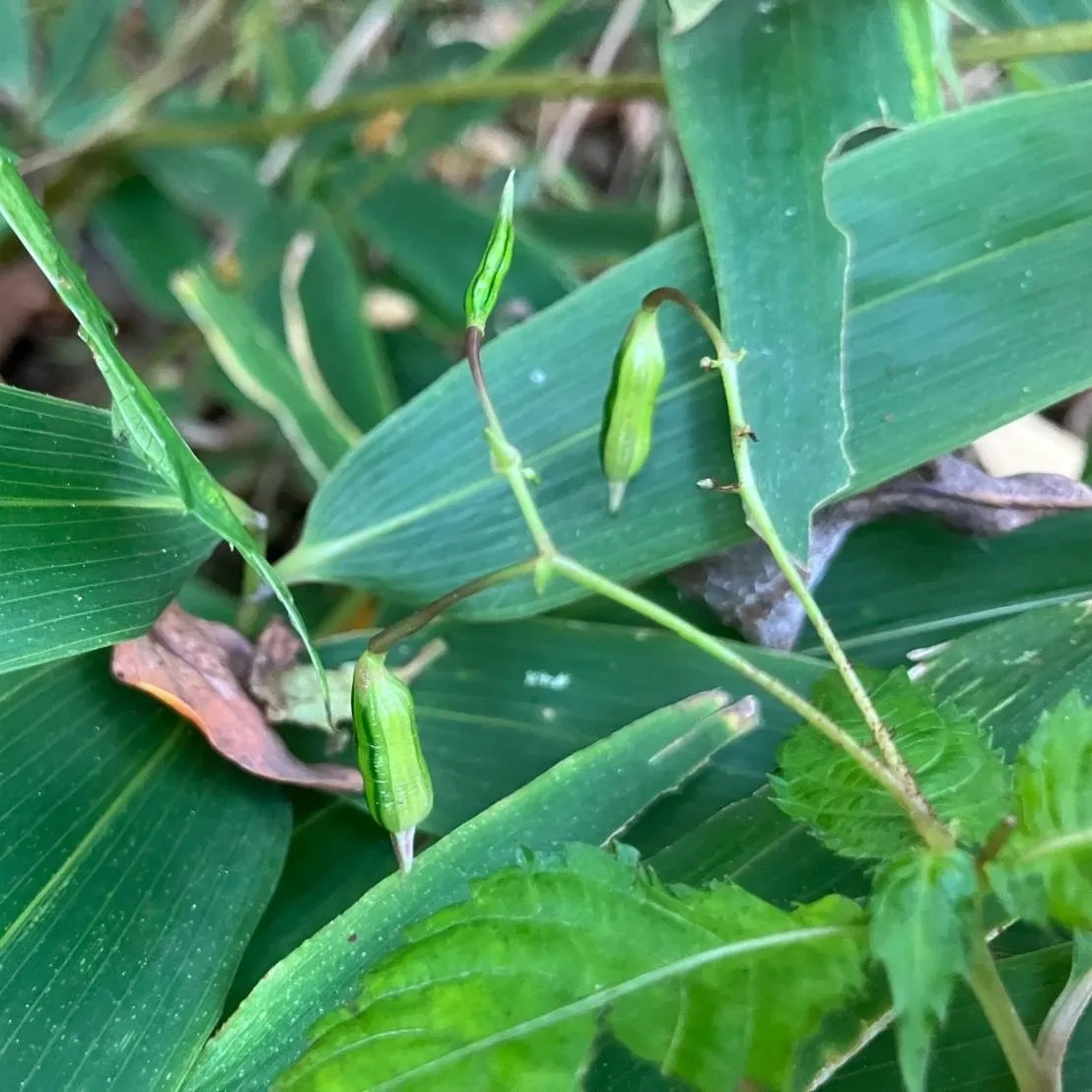 ツリフネソウの種