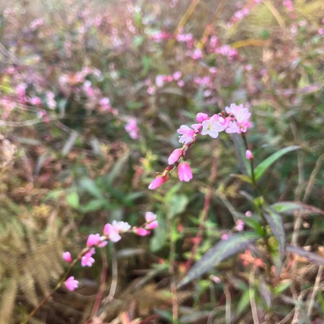 11月のサクラタデ