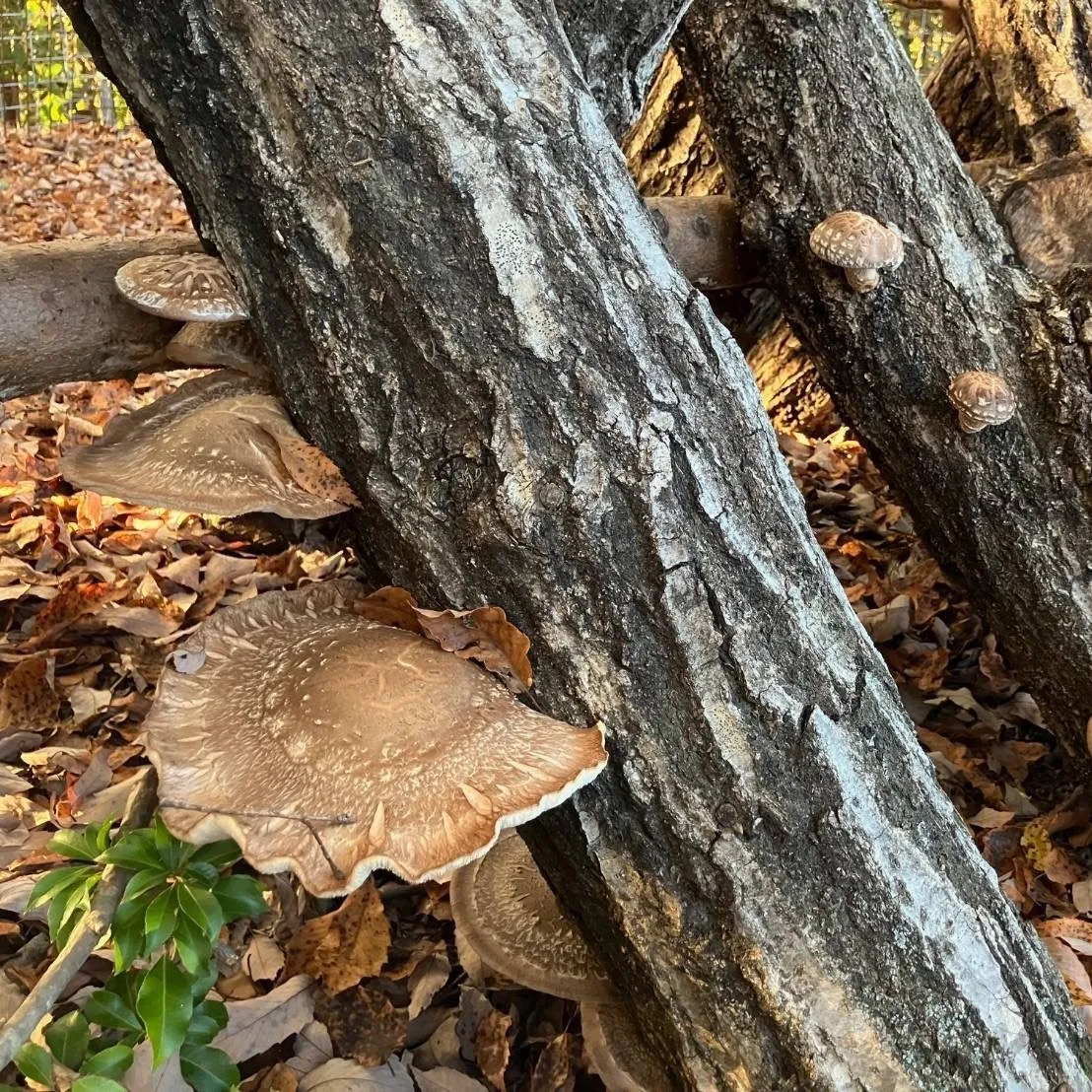 キノコのこのこ