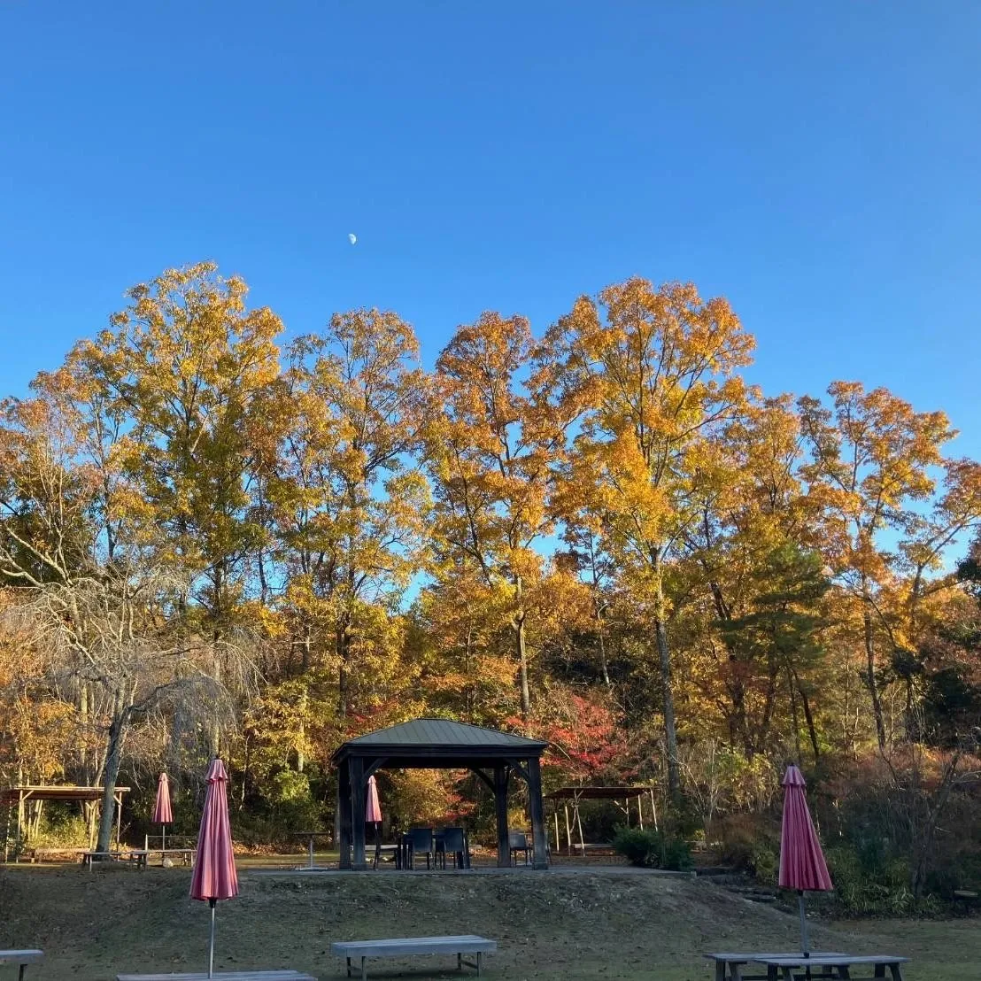 懐かしい雑木林