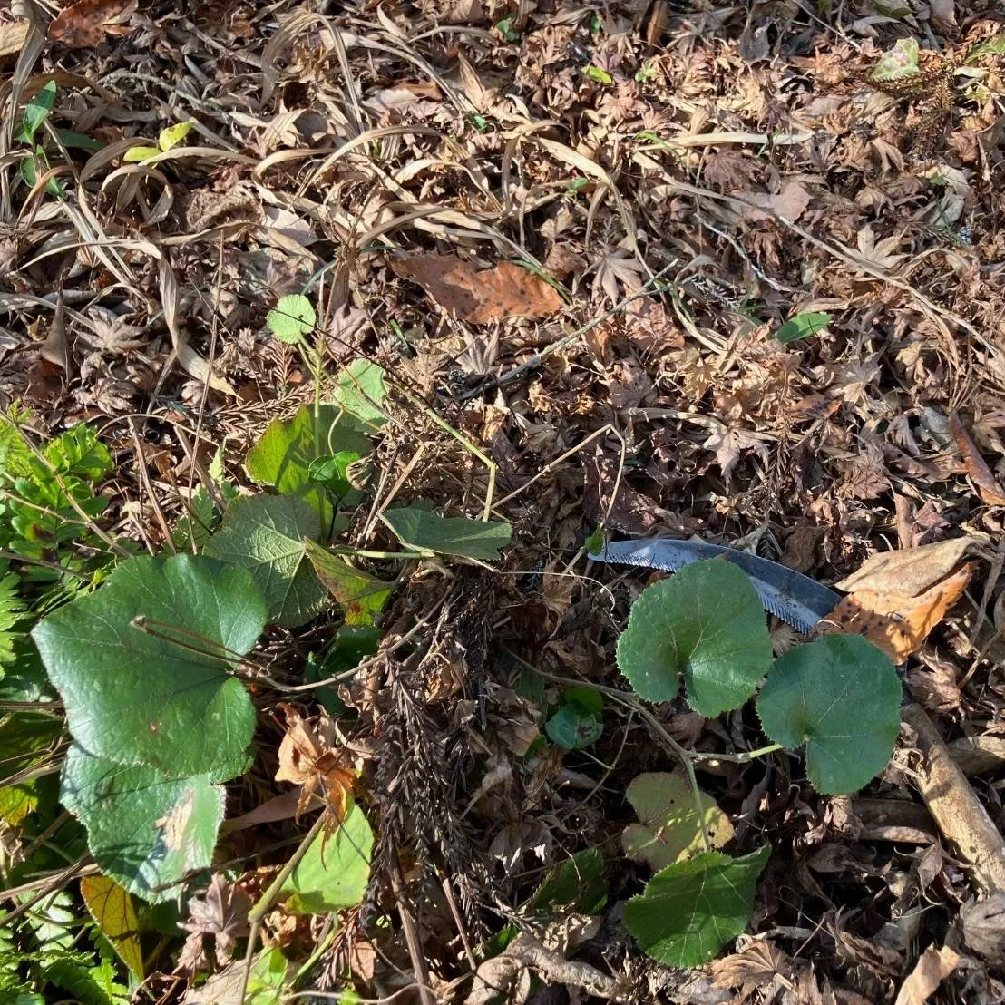 草刈りの愉しみ