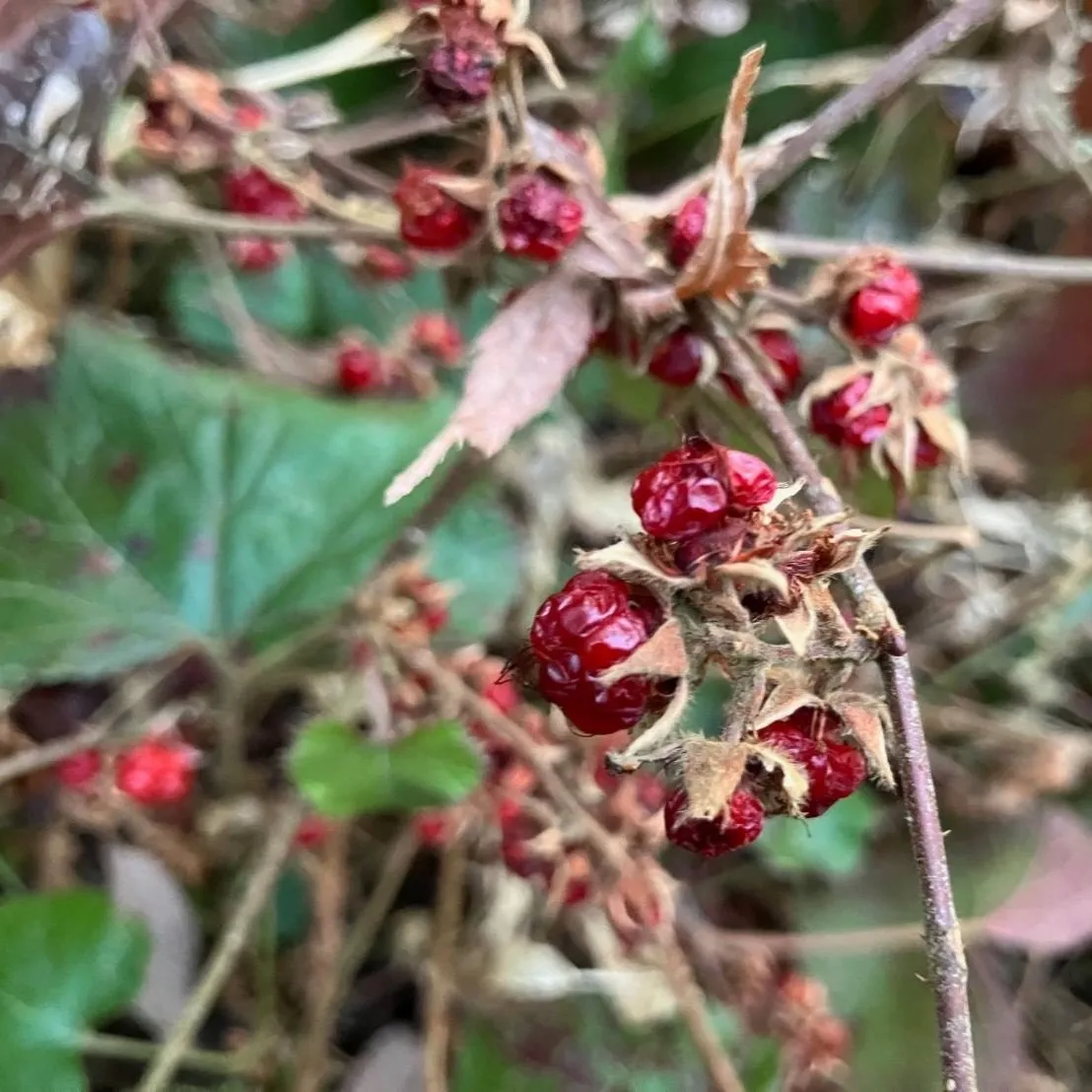 ドライフユイチゴ