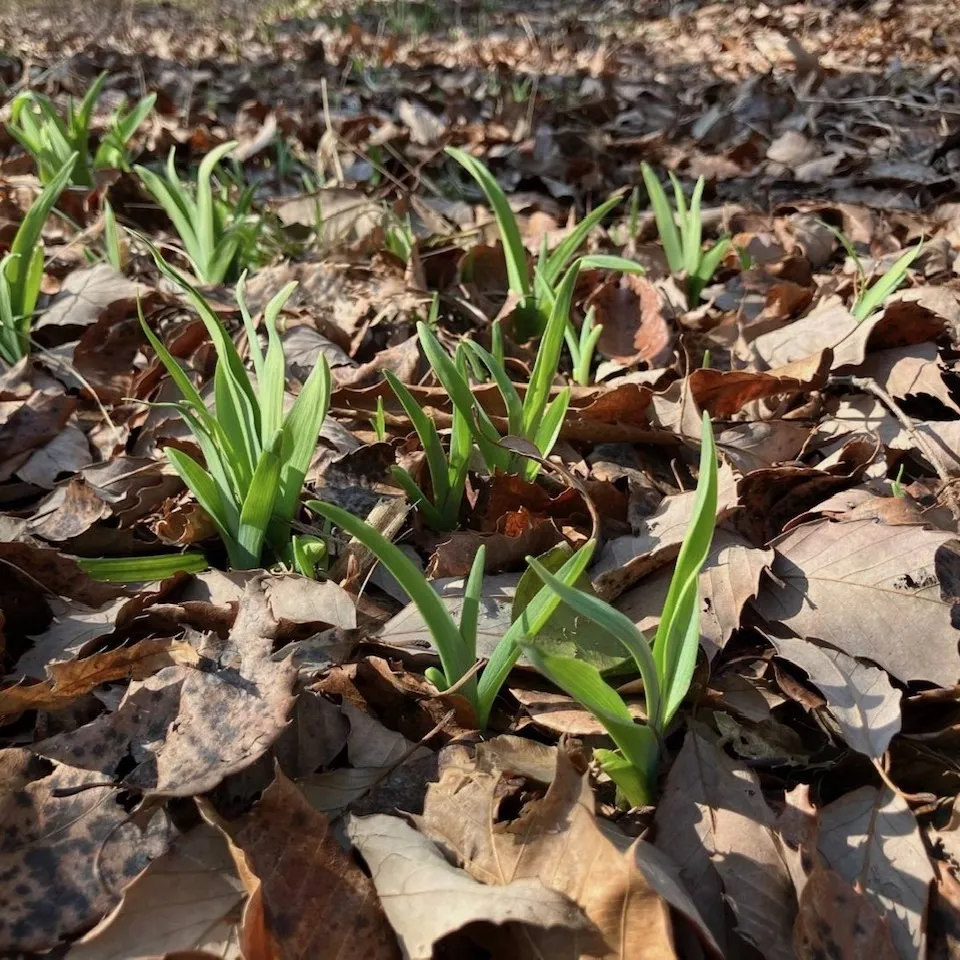 ノカンゾウ芽出し