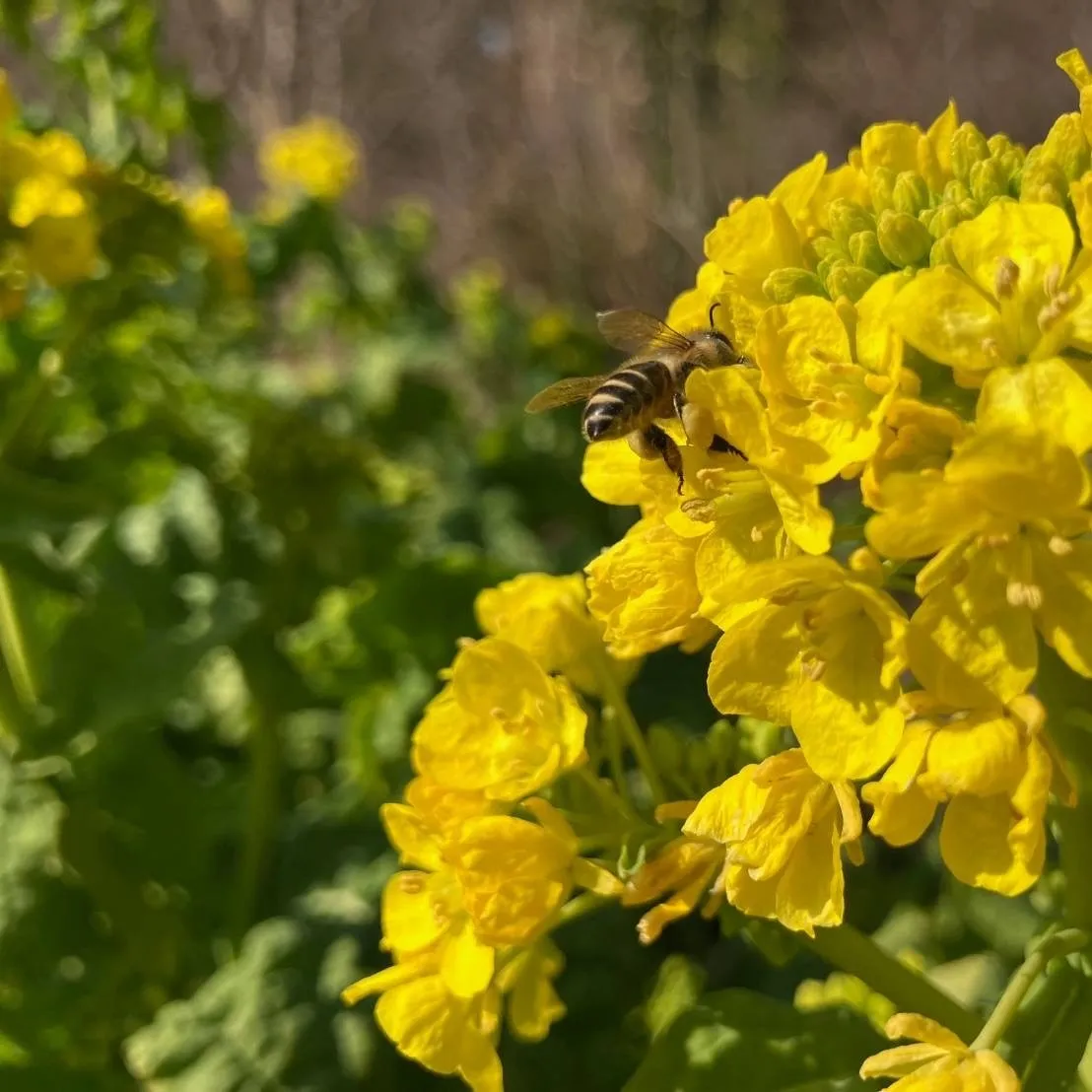 菜の花の花粉団子