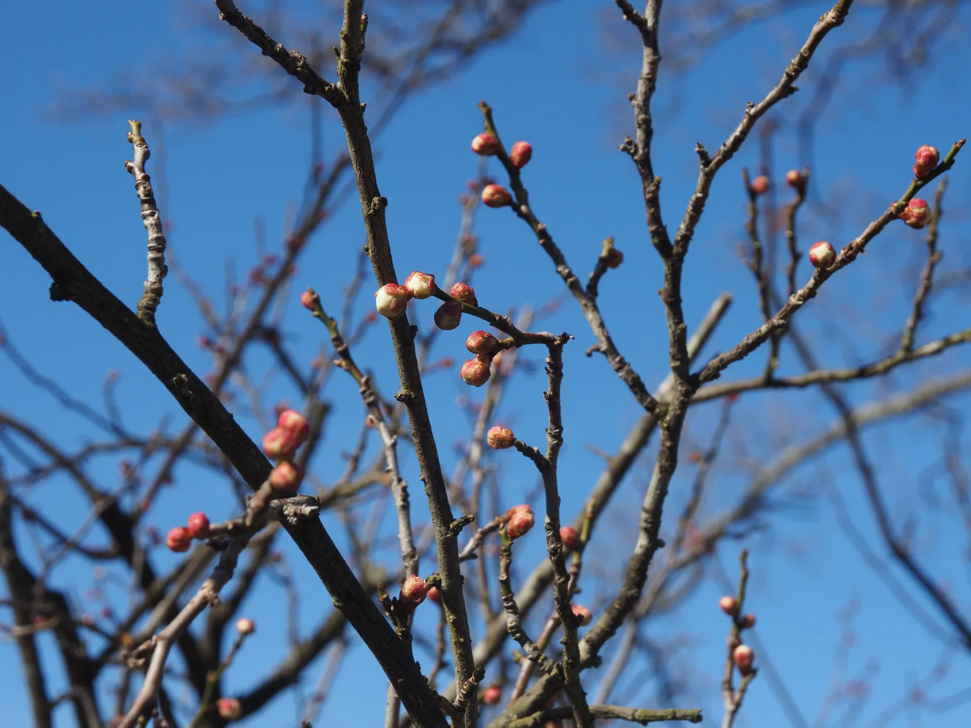 開花状況 2026年【随時更新】