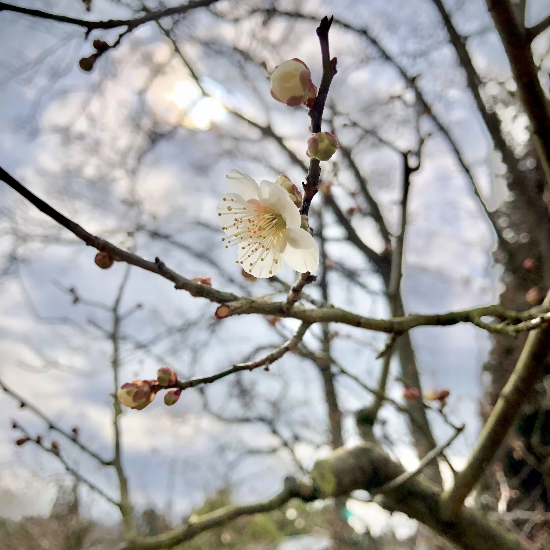梅の花(香栄草)