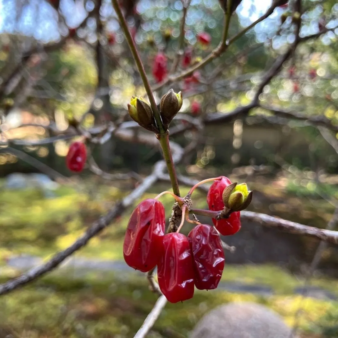 サンシュ実と花