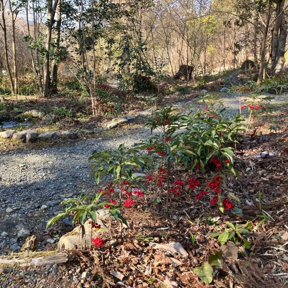 マンリョウの小道