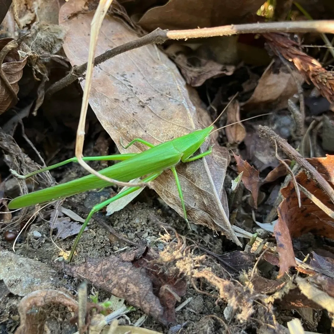 クビキリギリス