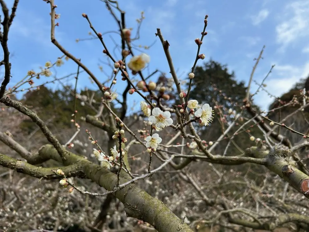 開花状況　2026年【随時更新】