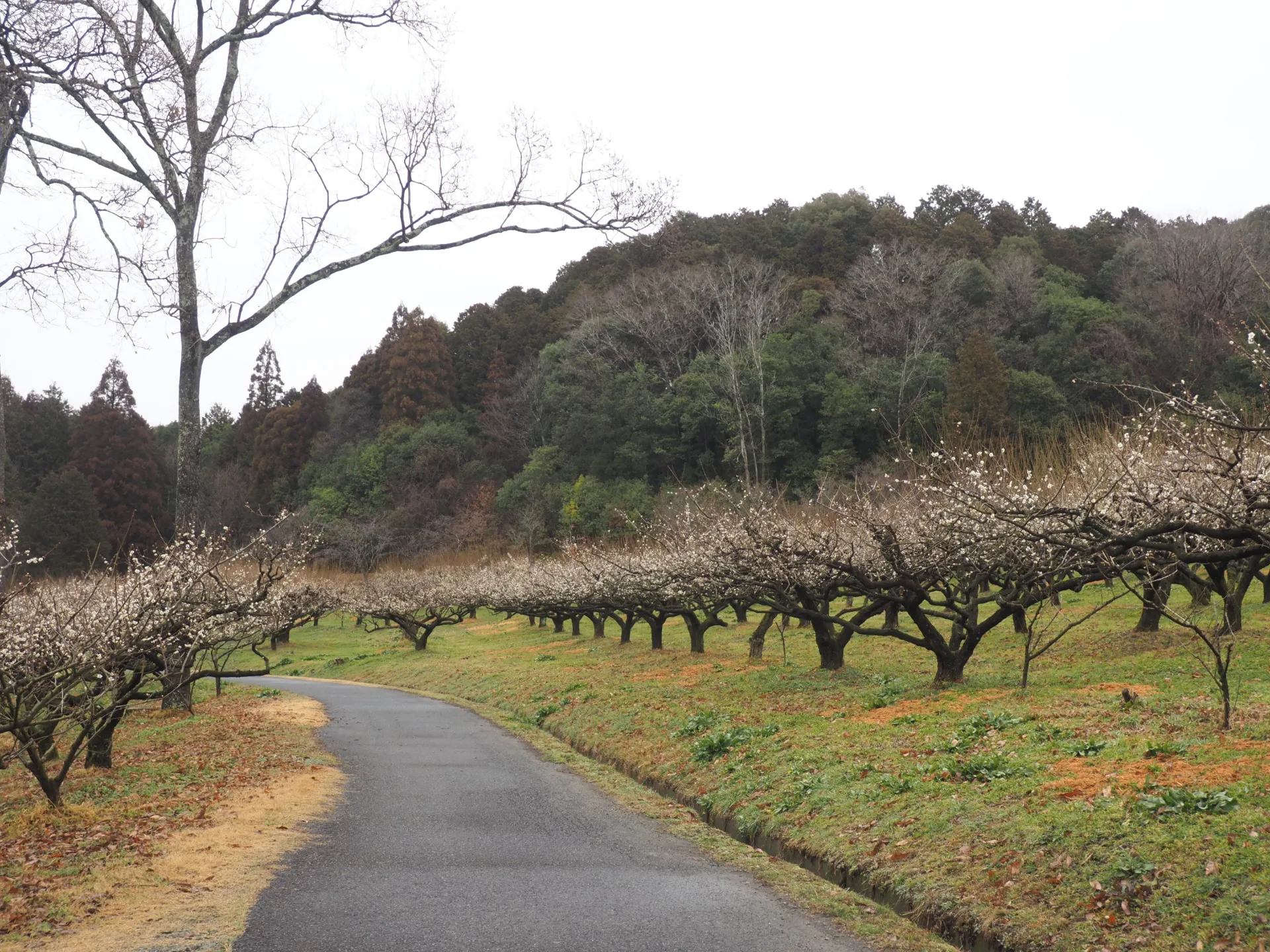 開花状況　2026年【随時更新】