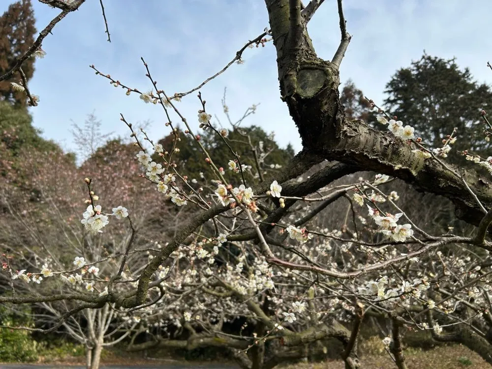 開花状況　2026年【随時更新】