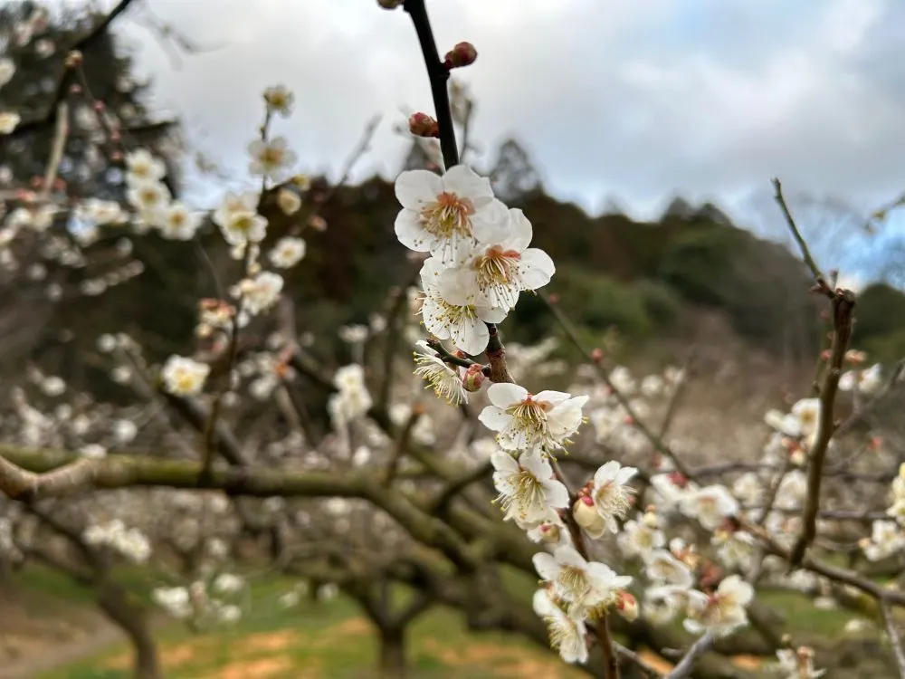 開花状況　2026年【随時更新】