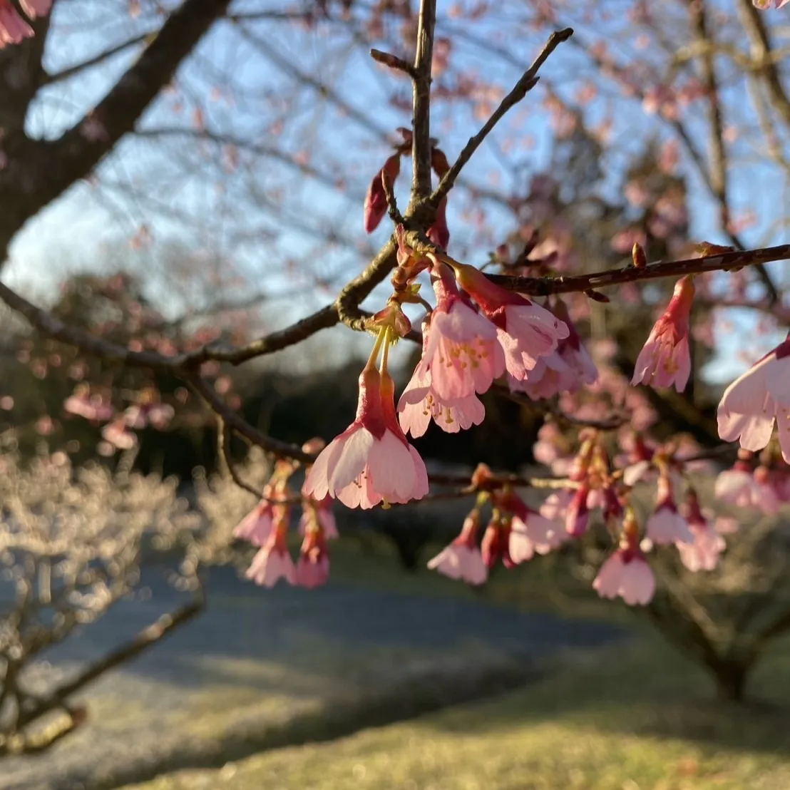 夕日に照らさせて