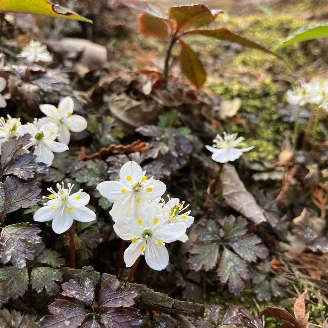 バイカオウレン