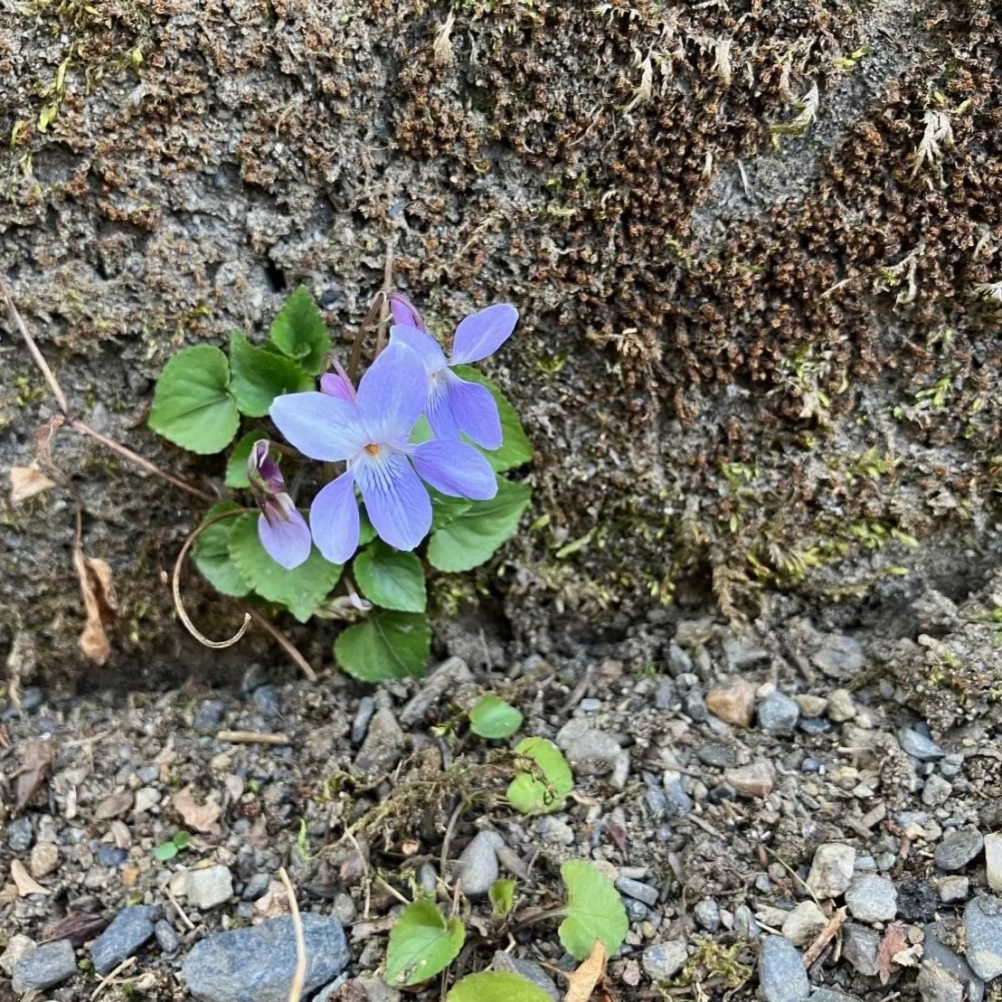 タチツボスミレ