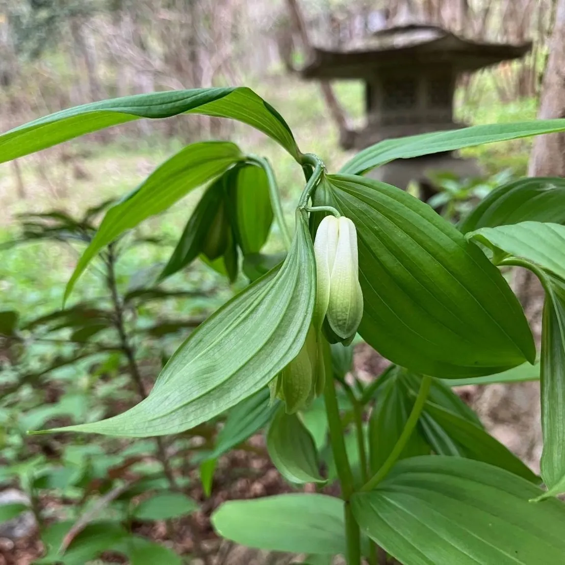 ホウチャクソウ
