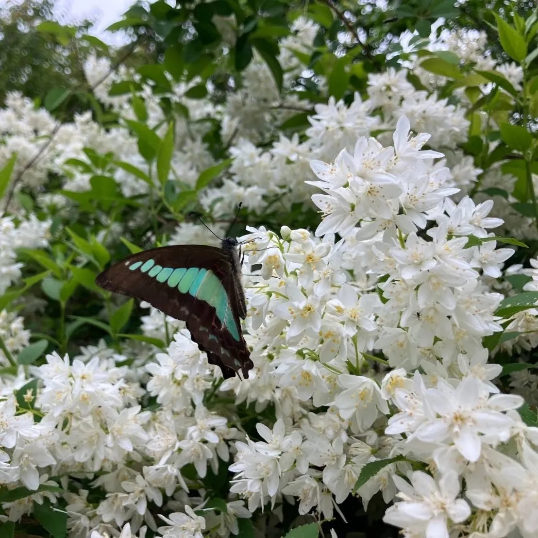 ウツギ