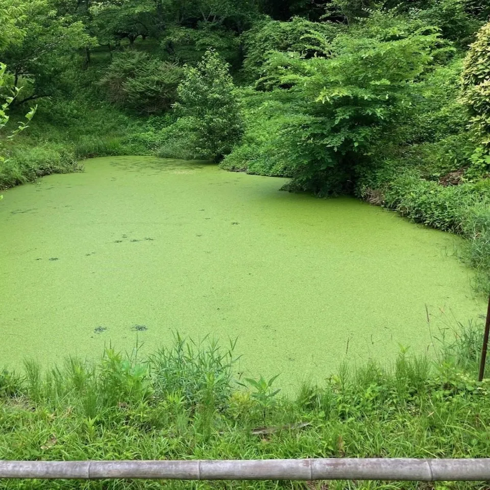 タナゴ池の浮き草とり