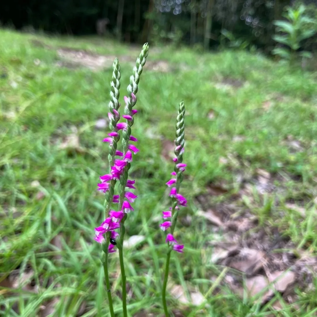 ネジネジの花
