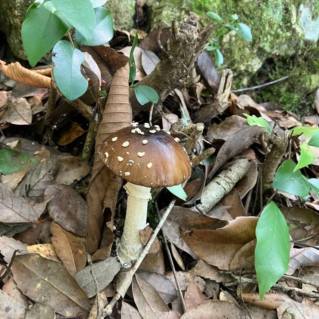 夏きのこ