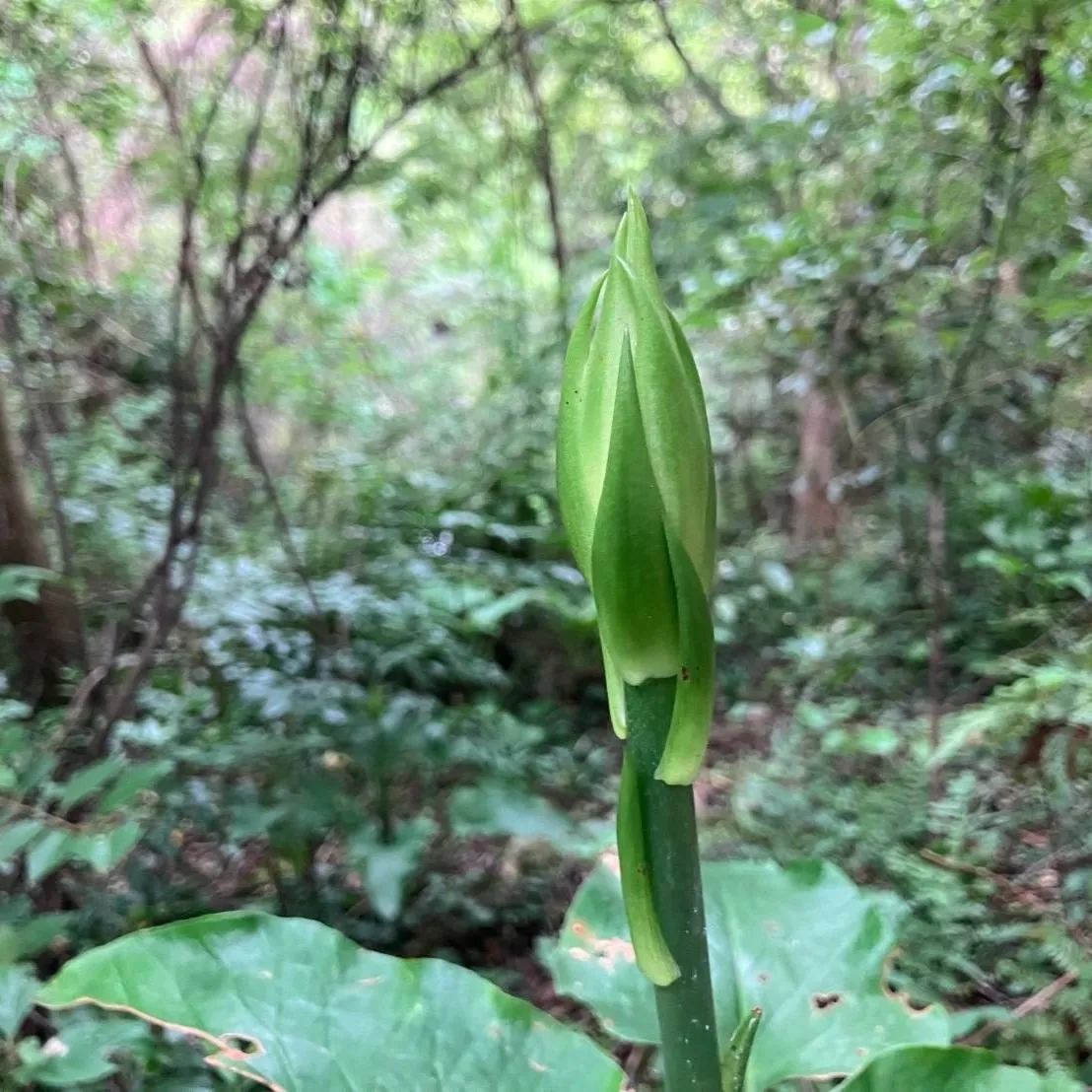 なんともなウバユリ