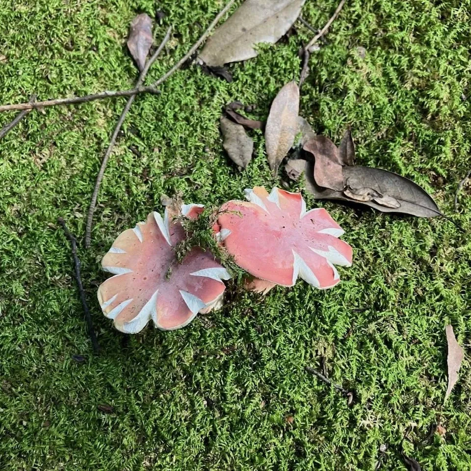 菊花きのこ