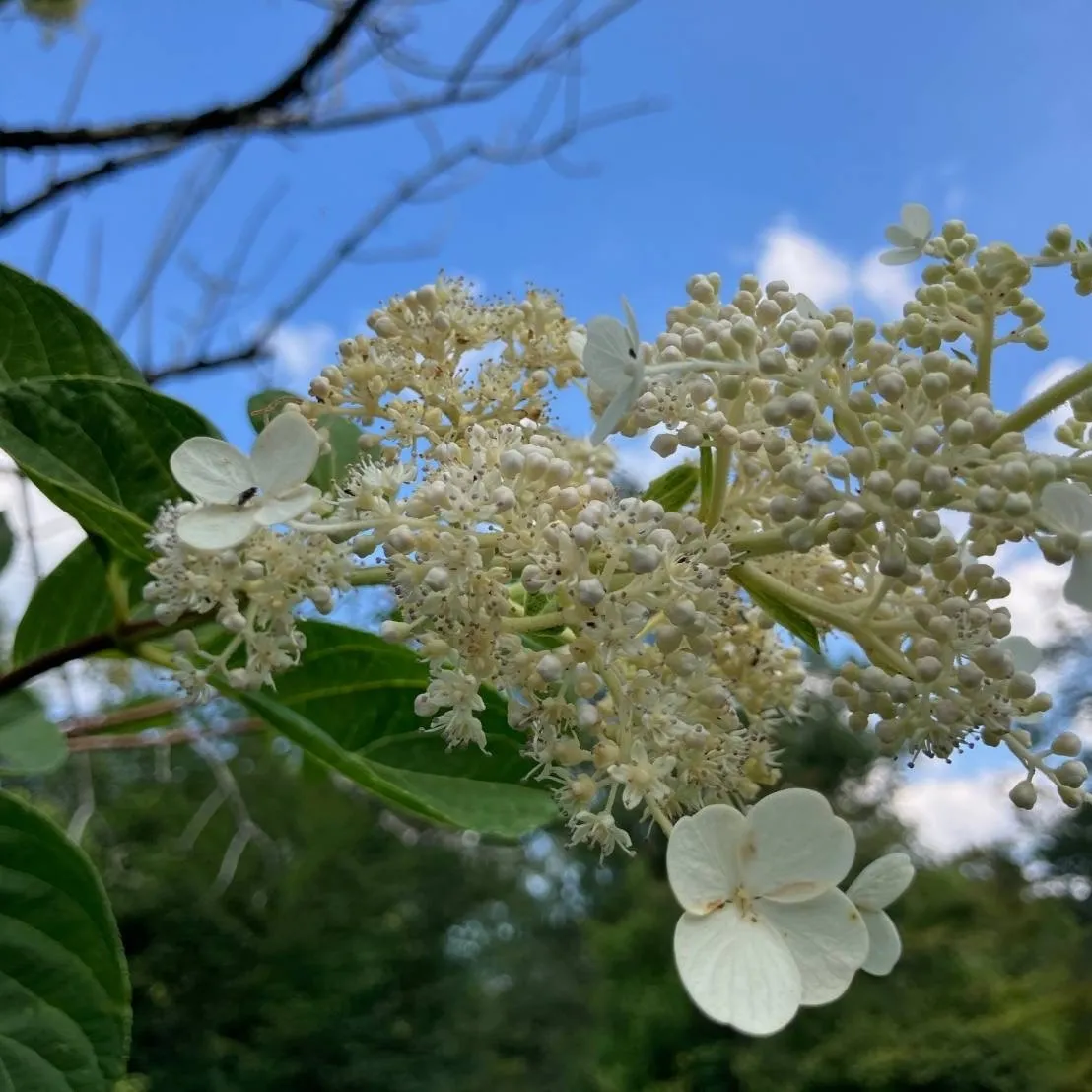 ノリウツギ