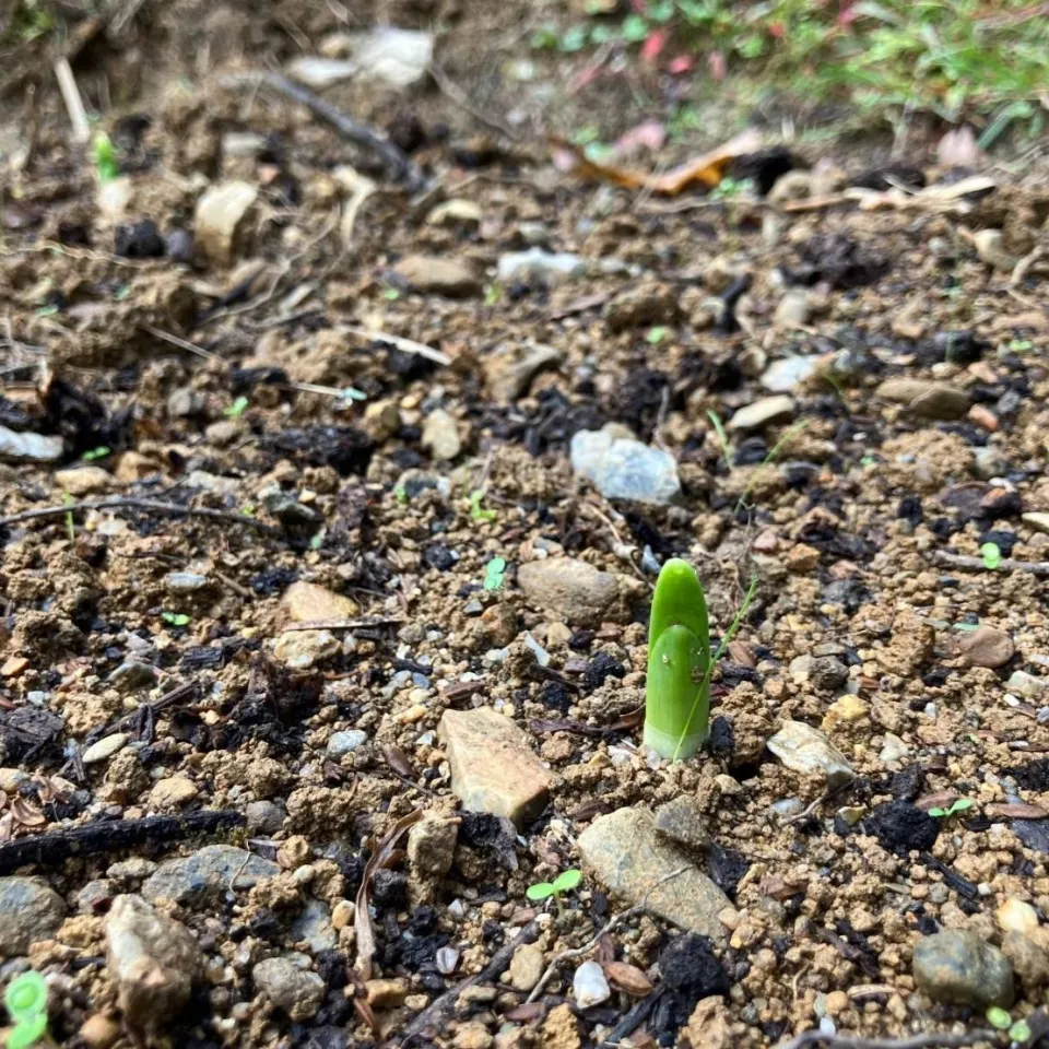 スイセン芽出し